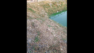 Thousands of snails found dead at lake in Bengaluru; residents blame sewage inflow