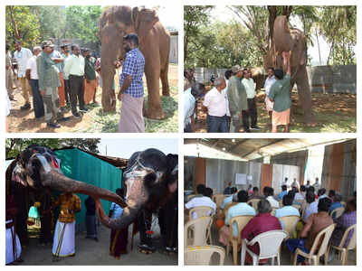 #ElephantCampHorror: It’s necessary to sensitise mahouts to animal behaviour, opine experts