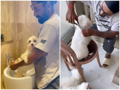 Taylor Swift’s ‘Love Story’ finds the perfect place for Remo D’Souza’s cute grooming session for his doggos