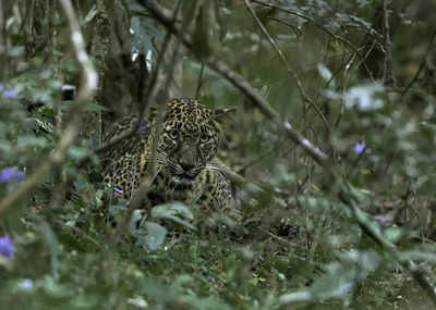 The leopard safari at Bannerghatta Biological Park to be open to public by year end