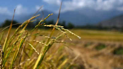 India has no plans to curb rice exports as local supplies surge