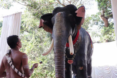 Relief for elephants with temple’s robotic tusker