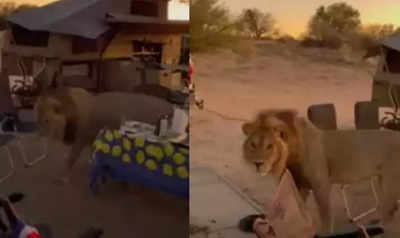 Lion walks casually through a campsite leaving the bystanders stunned