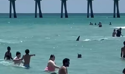 Viral: Shark swims terrifyingly close to beachgoers in Florida