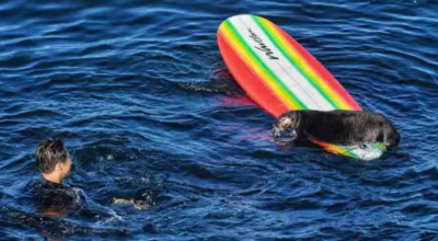 Sea otter steals and damages boards of California surfers