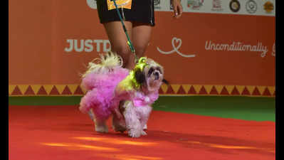 Four-legged divas dazzle the catwalk at Bengaluru's pet fest