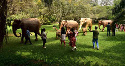 Wooden elephants stomp through Lal Bagh in Bengaluru