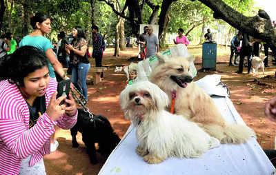 Bengaluru’s dog park is a haven for pets and parents