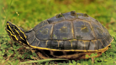 Soil poses threat to turtles’ hatchlings amid rising mercury, say experts